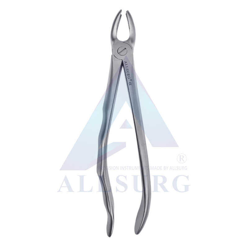 UPPER MOLARS RIGHT FIG-17 PREMIUM