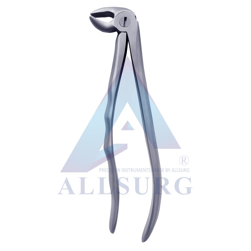 LOWER PREMOLARS FIG-13 PREMIUM